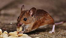 24 Hour & Emergency Exterminators in Glade Springs, WV